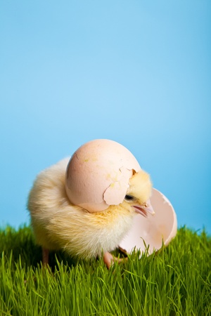Easter eggs and chickens on green grass on blue backgroundの写真素材