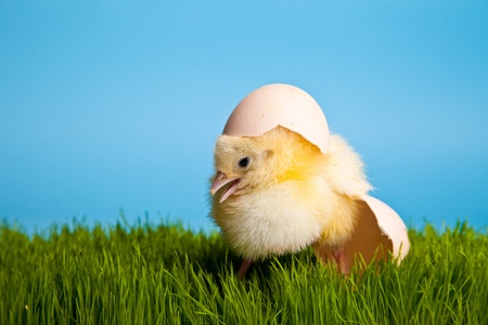 Easter eggs and chickens on green grass on blue backgroundの写真素材