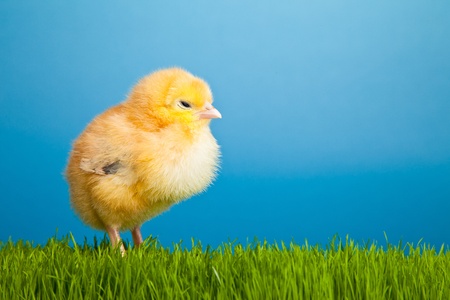 Easter eggs and chickens on green grass on blue background