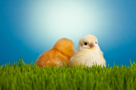 Easter eggs and chickens on green grass on blue backgroundの写真素材