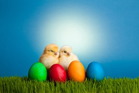 Easter eggs and chickens on green grass on blue backgroundの写真素材