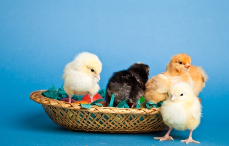 Easter chickens and eggs in backed on blue backgroundの写真素材