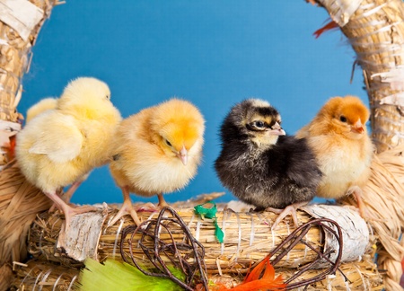 Easter chickens and eggs in backed on blue backgroundの写真素材