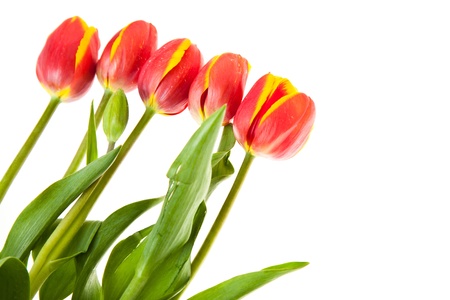 Tulip flowers isolated on whiteの写真素材