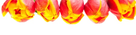 Tulip flowers isolated on whiteの写真素材