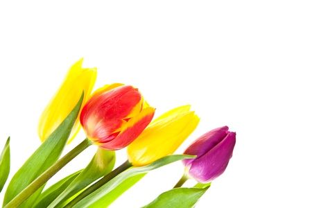 Tulip flowers isolated on whiteの写真素材