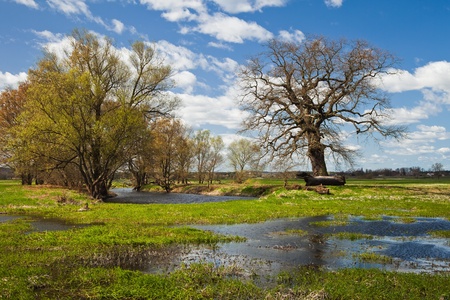 Spring landscapeの写真素材