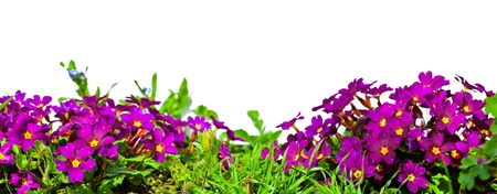 Isolated flowers の写真素材