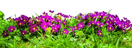 Isolated flowers の写真素材
