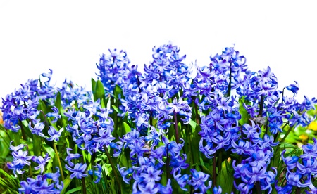 Isolated flowers の写真素材