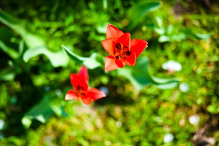 Spring flowersの写真素材