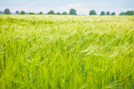 Wheat fieldの写真素材