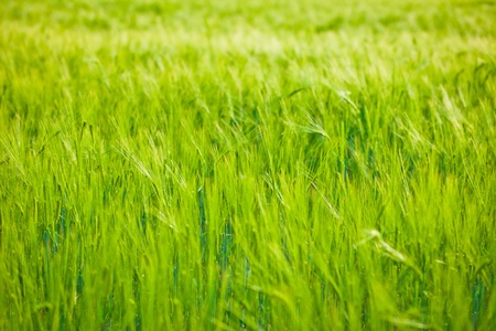 Wheat fieldの写真素材