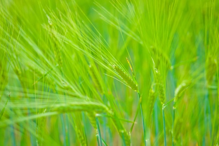 Wheat fieldの写真素材