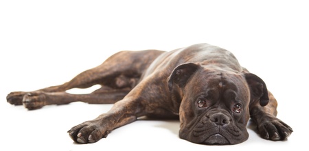 Boxer dog in studioの写真素材