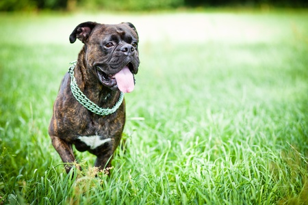Brindle boxer dog standing in grassの写真素材