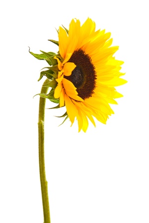 Sunflower isolated on whiteの写真素材