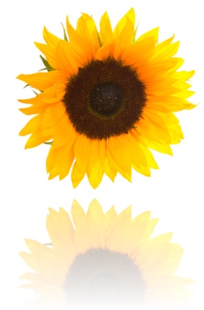 Sunflower isolated on whiteの写真素材