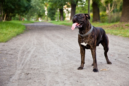 Boxer dog on a dirt road in parkの写真素材