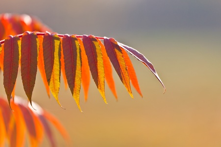 Golden autumn leaves