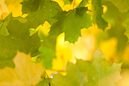 Golden autumn leaves