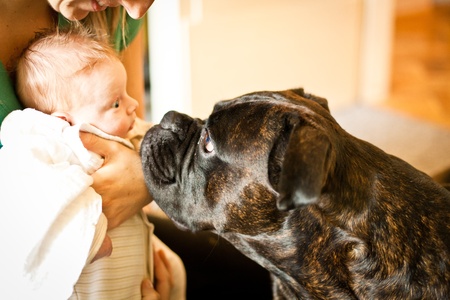 Infant newborn meeting a dogの写真素材