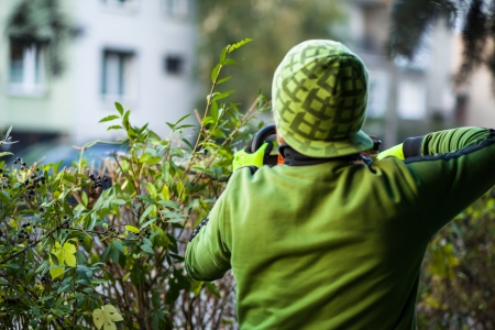 Cutting hedge with powertoolsの写真素材