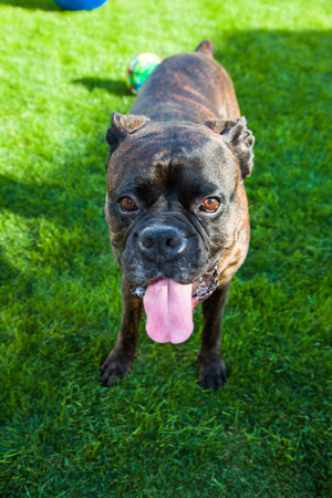 Happy boxer dog on grassの写真素材