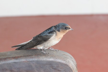 swallow resting on the armrest of a chair at Byron Bayの写真素材