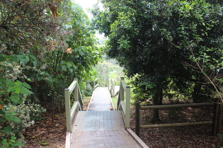 a beautiful descending walkway in the australian rainforestsの写真素材