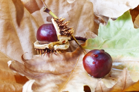 Chestnuts on dry leavesの写真素材
