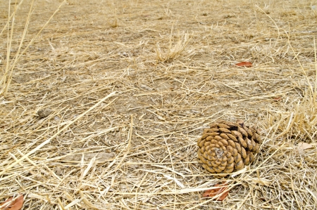 Pinecone on ground beneath pine treeの写真素材
