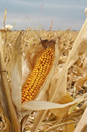 Yellow corn cob at fieldの写真素材