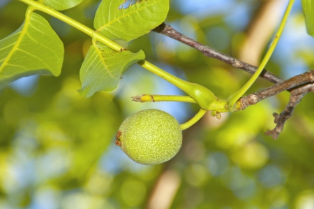 Green walnut growing on a treeの写真素材