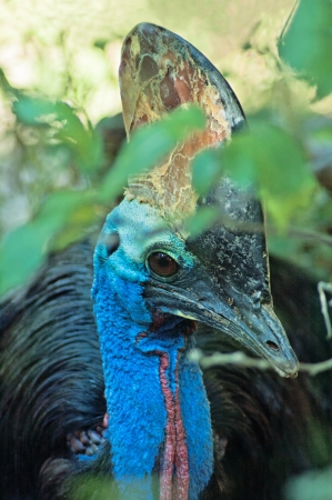 Big australian cassowaryの写真素材