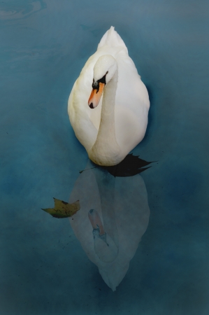 Swan whit reflectionの写真素材