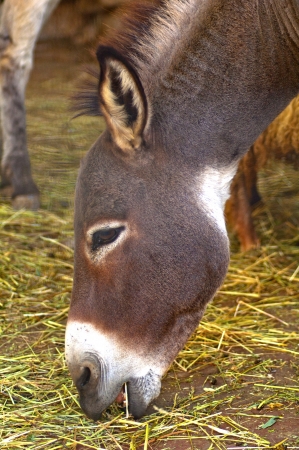Donkey headの写真素材