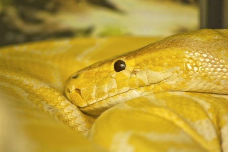 Close up of snake head, Thai Python, Python molurus bivittatus