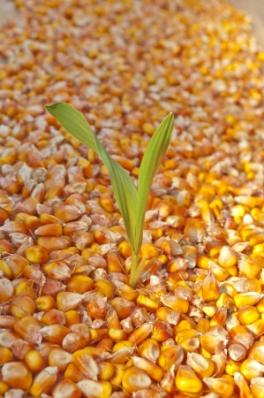 Pile of corn seed in detailの写真素材