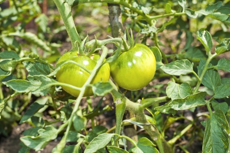 Fresh green organic tomatoesの写真素材