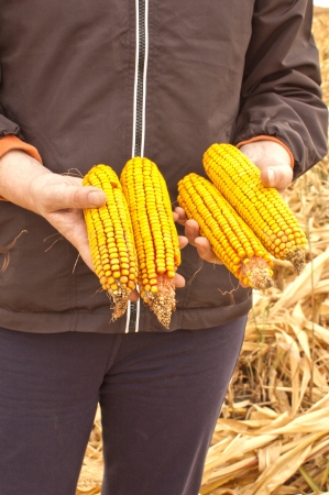 Corn in young woman hands の写真素材