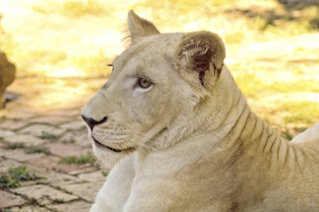 Portrait of a young white lionessの写真素材