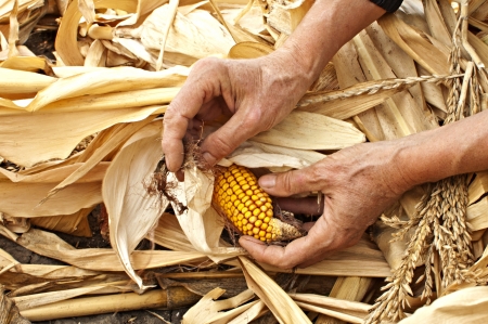 Woman hands with corn in the field