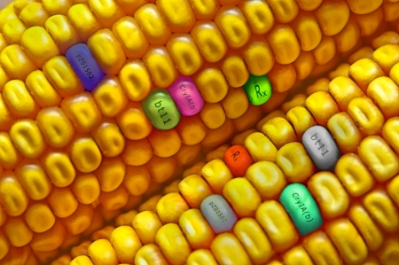 Gmo concept corn seedの写真素材