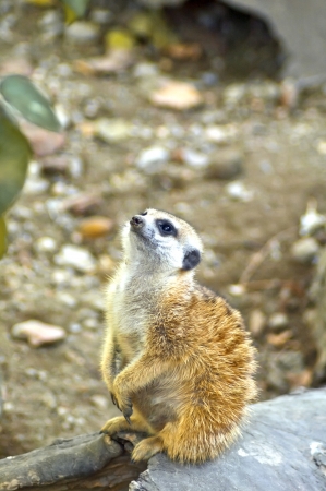 Watchful young meerkat standing guard の写真素材