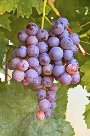 Fresh tasty ripe grapes in the vineyardの写真素材