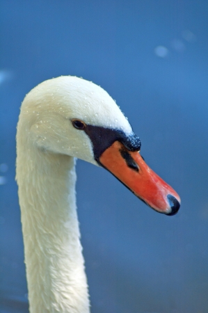 Portrait of white swanの写真素材