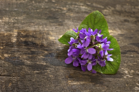 Early spring violets flowers on wooden table の写真素材