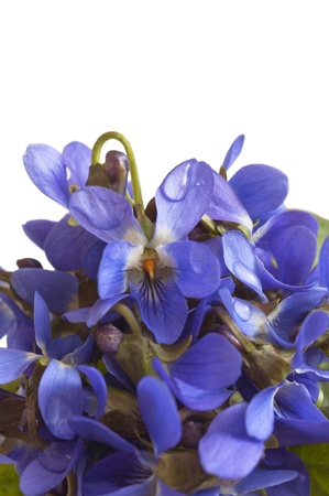 Early spring violets flowers isolated on white background, closeup の写真素材