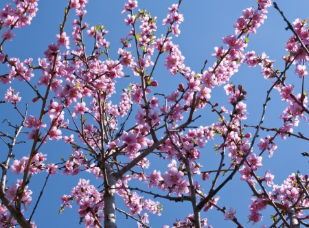 Peach trees in bloom, spring season background image の写真素材